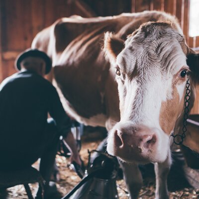 Bauer melkt Kuh | © Urlaub am Bauernhof Kärnten / Daniel Gollner