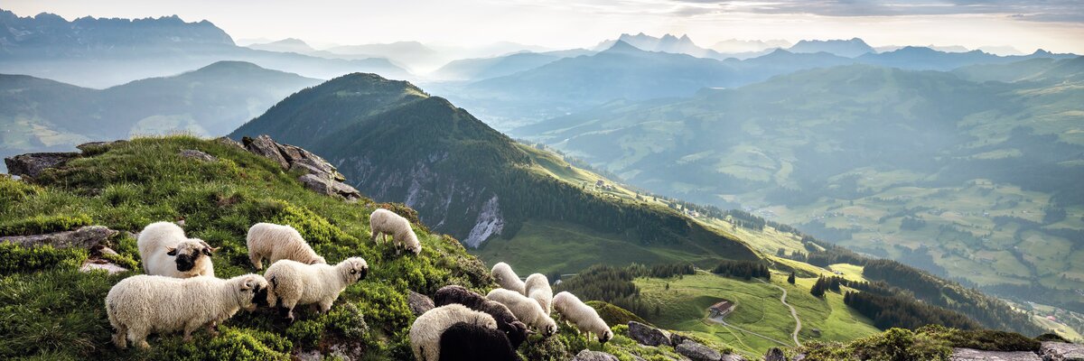 Gampenkogel | © TVB Kitzbüheler Alpen-Brixental/ Mathäus Gartner