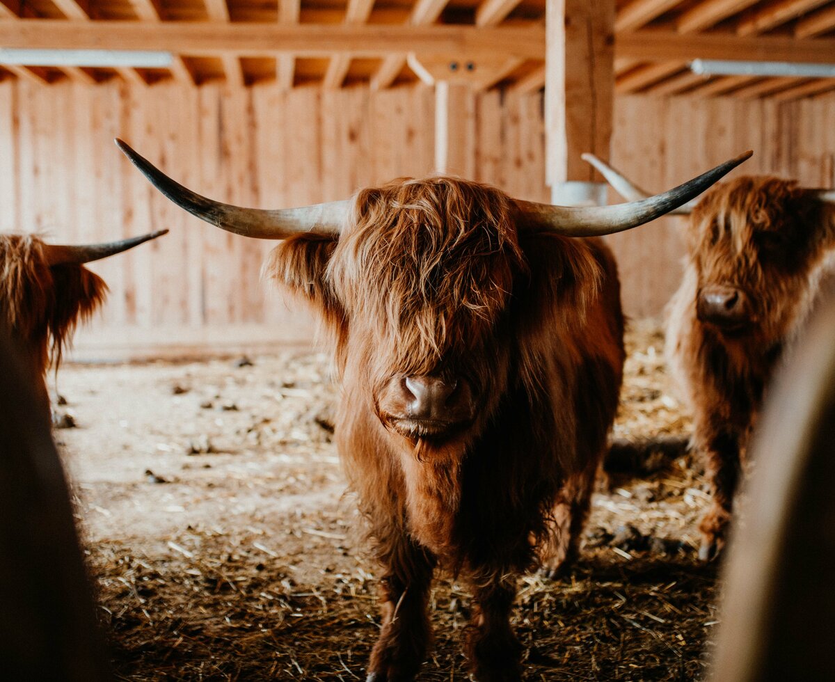 Hochlandrind im Stall | © Charly Schwarz