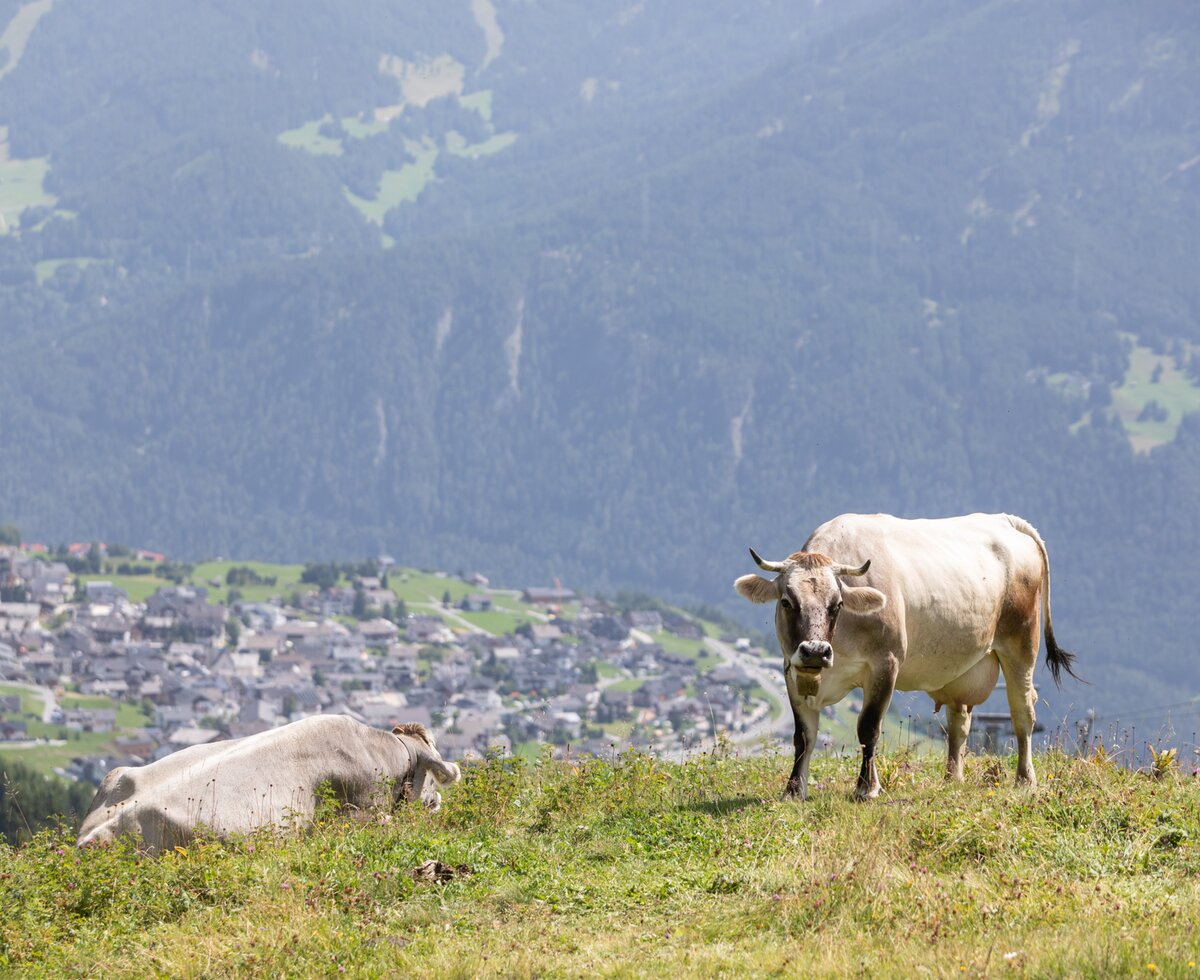 Kuh mit Blick auf Fiss | © Serfaus-Fiss-Ladis Marketing GmbH/Andreas Kirschner