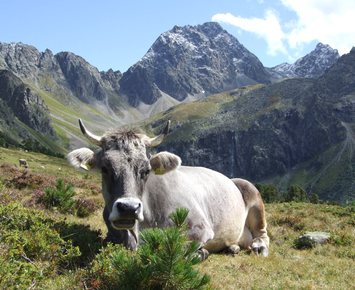 Naturpark Kaunergrat | © TVB Pitztal/Wolfgang Schranz