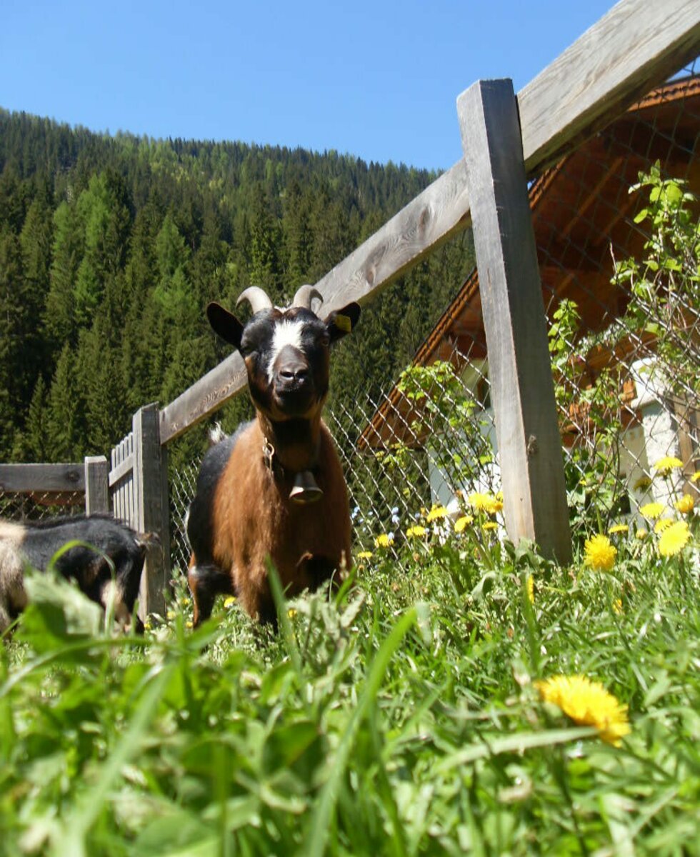 La capra tra l'erba