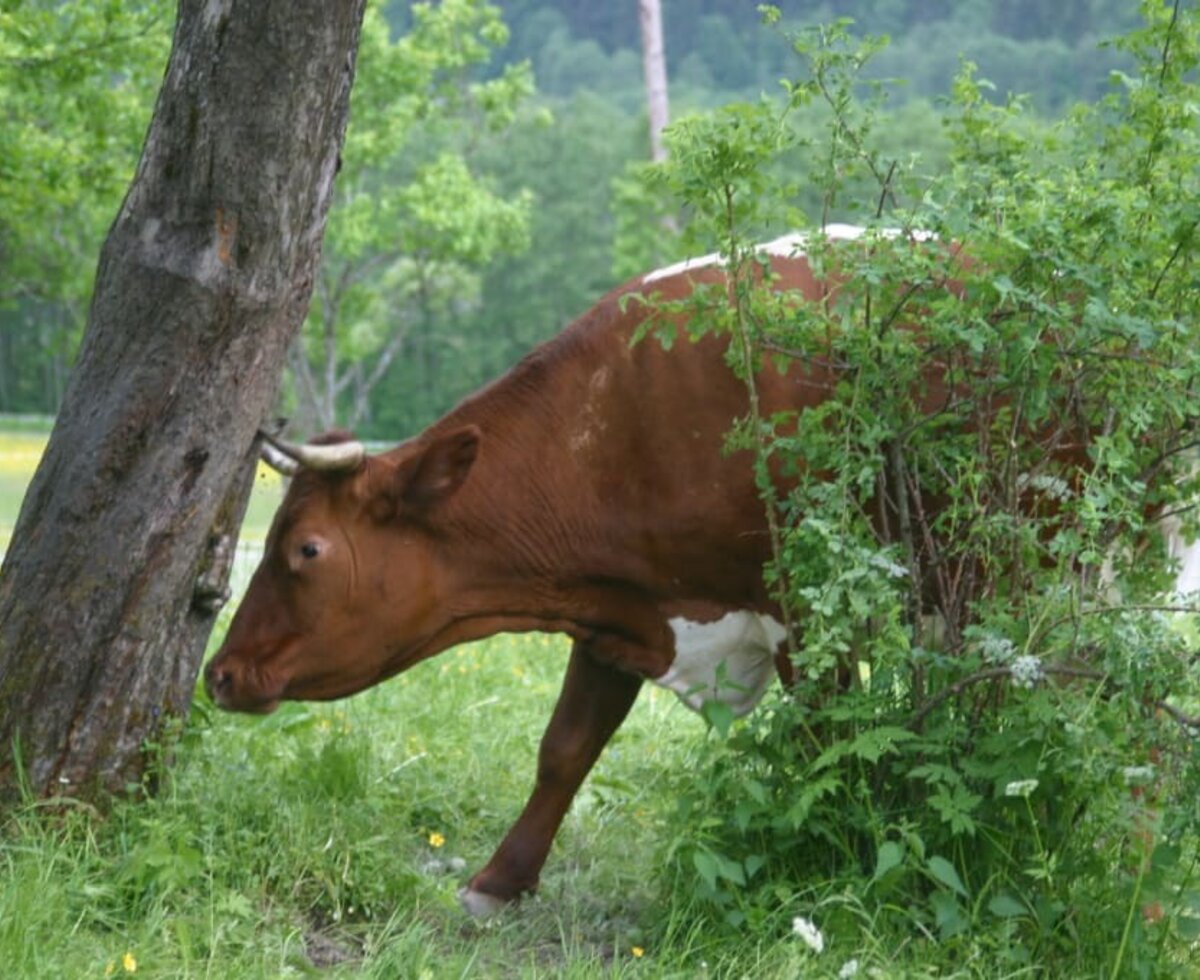 Una mucca al pascolo