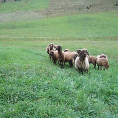 Le nostre pecore brune di montagna