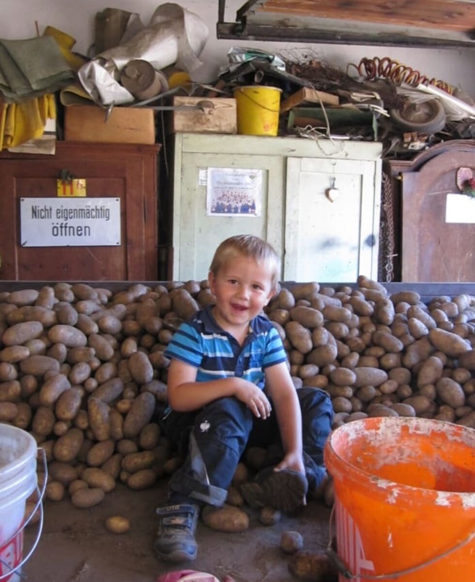 Il raccolto delle patate