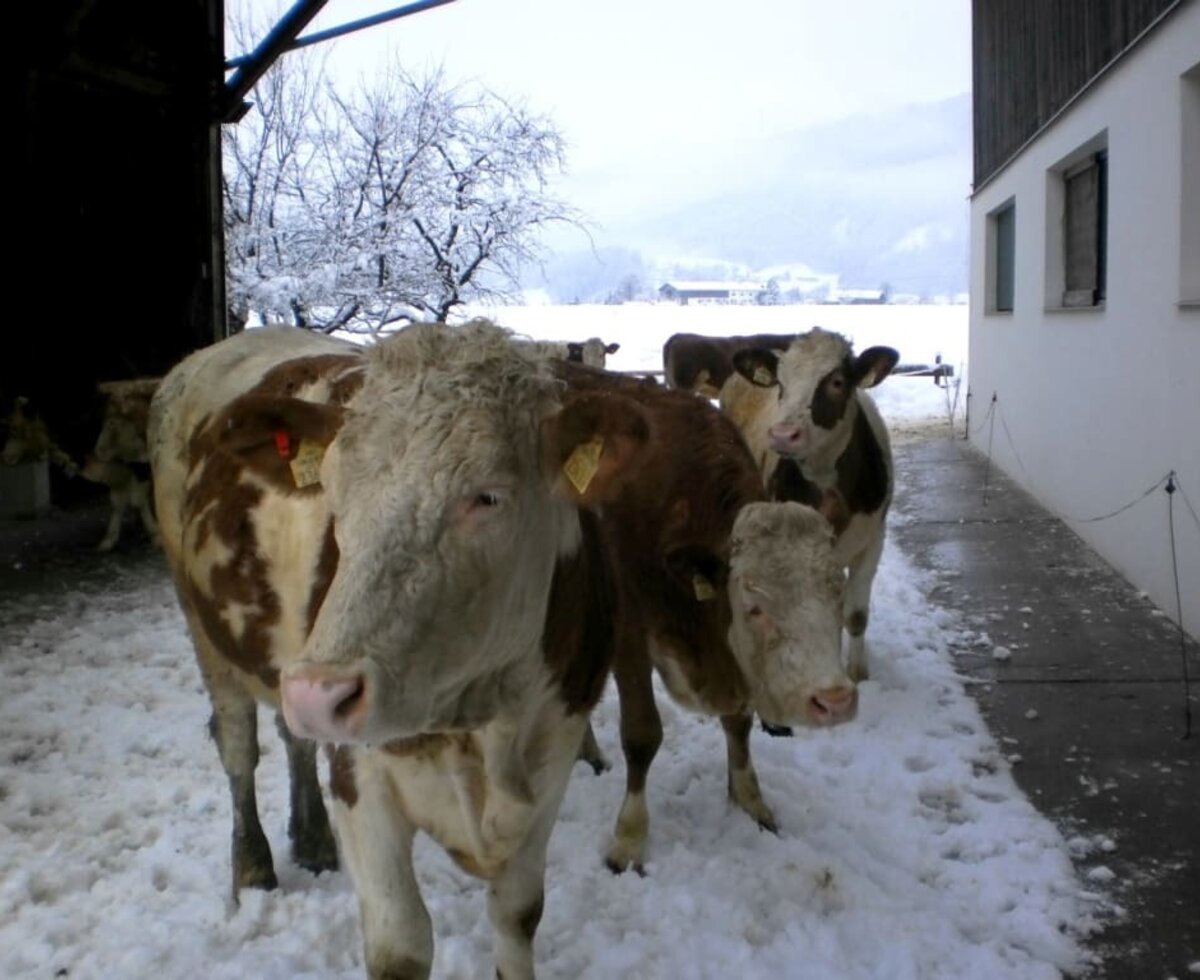 Anche le nostre mucche amano la neve