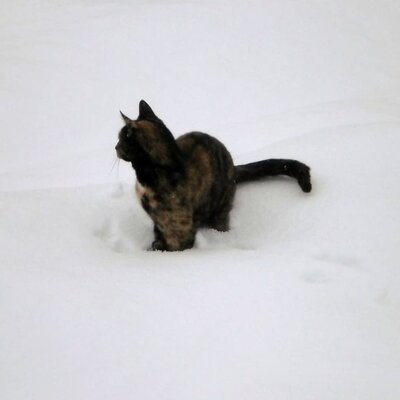 Gatto nella neve